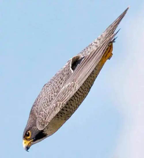 世界上飞得最快的鸟