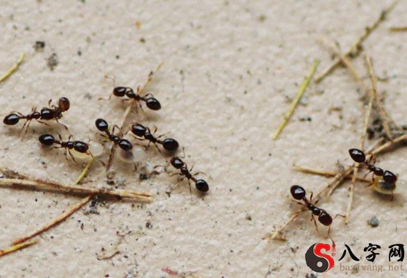 梦见家里好多蚂蚁