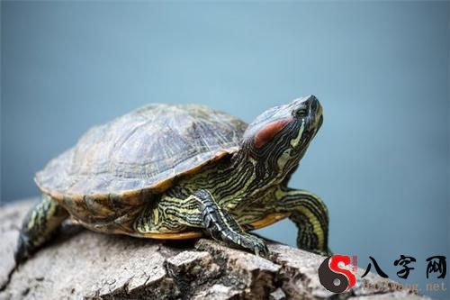 梦见乌龟咬别人