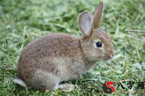 梦见兔子上屋顶