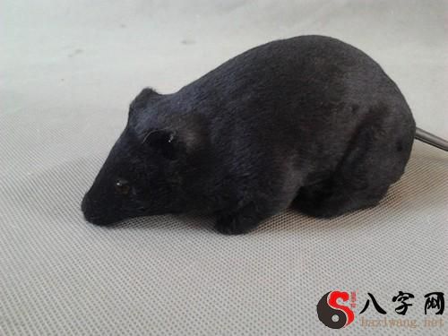 梦见黑老鼠咬我儿子