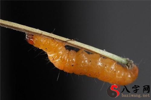 梦见自己手上长蛆