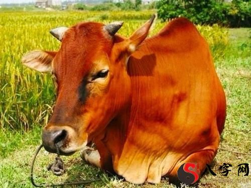 梦见一头牛发怒