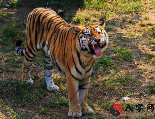 梦见老虎迎面大吼