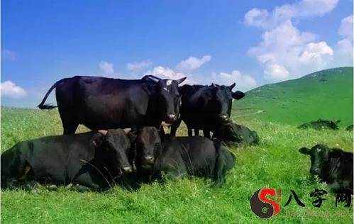 梦见地里好多牛