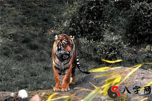 梦见骑在老虎身上