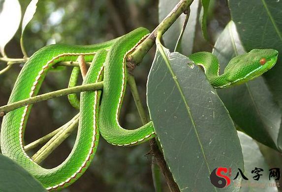 梦见青蛇咬自己